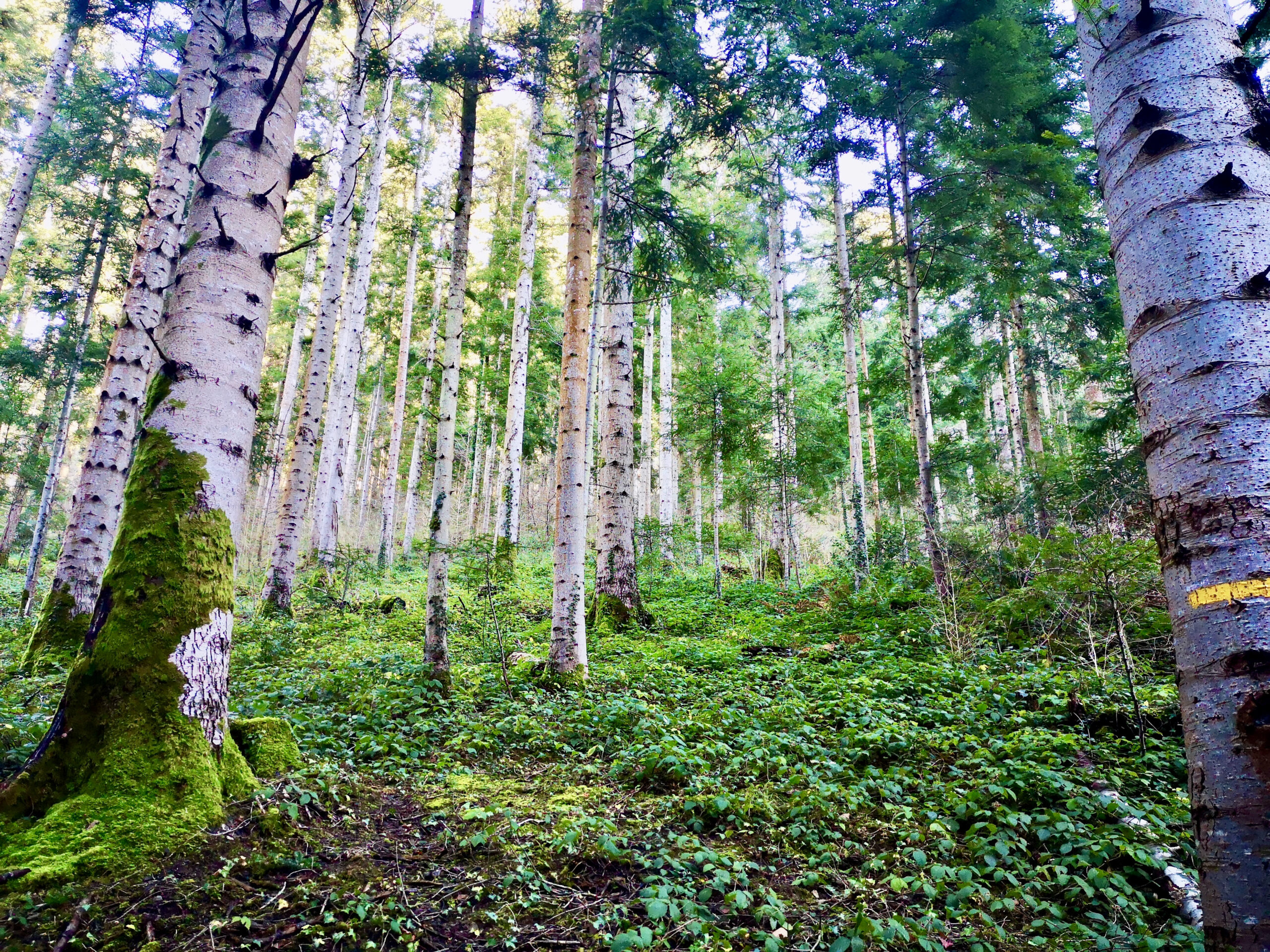Belesta-Paysages-2020_1 2