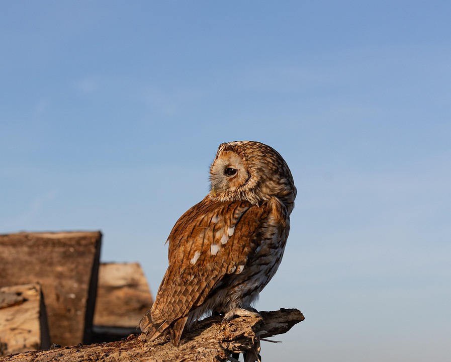 PHOTO_8_NOV_RAPACE