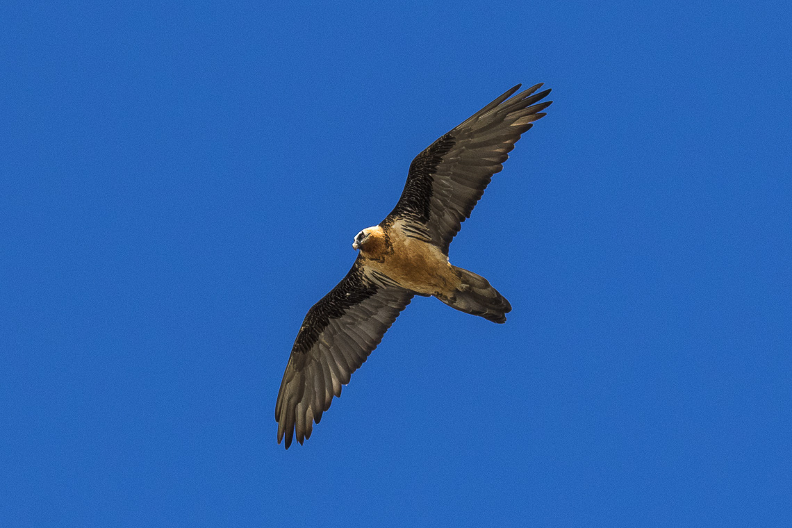 Bearded_Vulture_-_Stelvio_NP_-_Italy