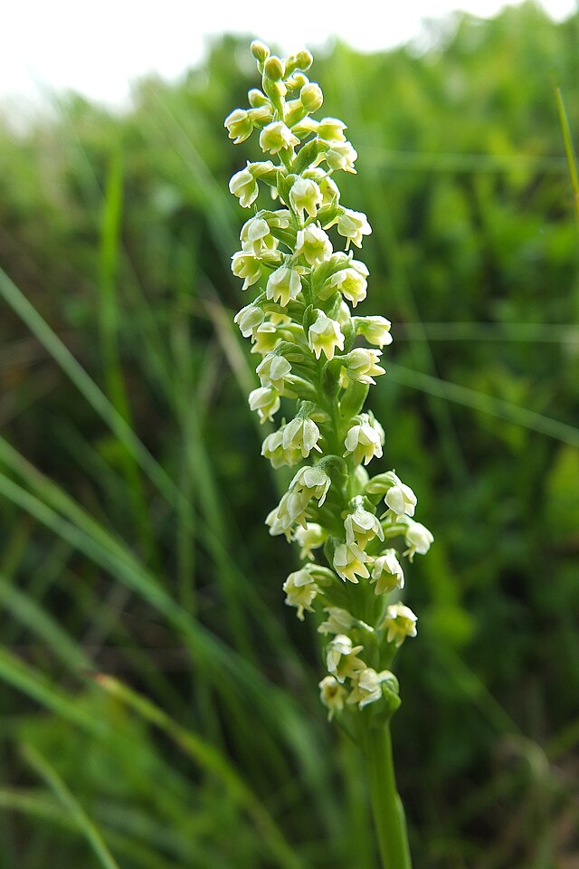 Pseudorchis_albida,_Vitosha_mountain