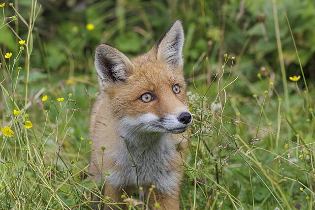 Red_fox_(Vulpes_vulpes_crucigera)_Skalnate_Pleso_2