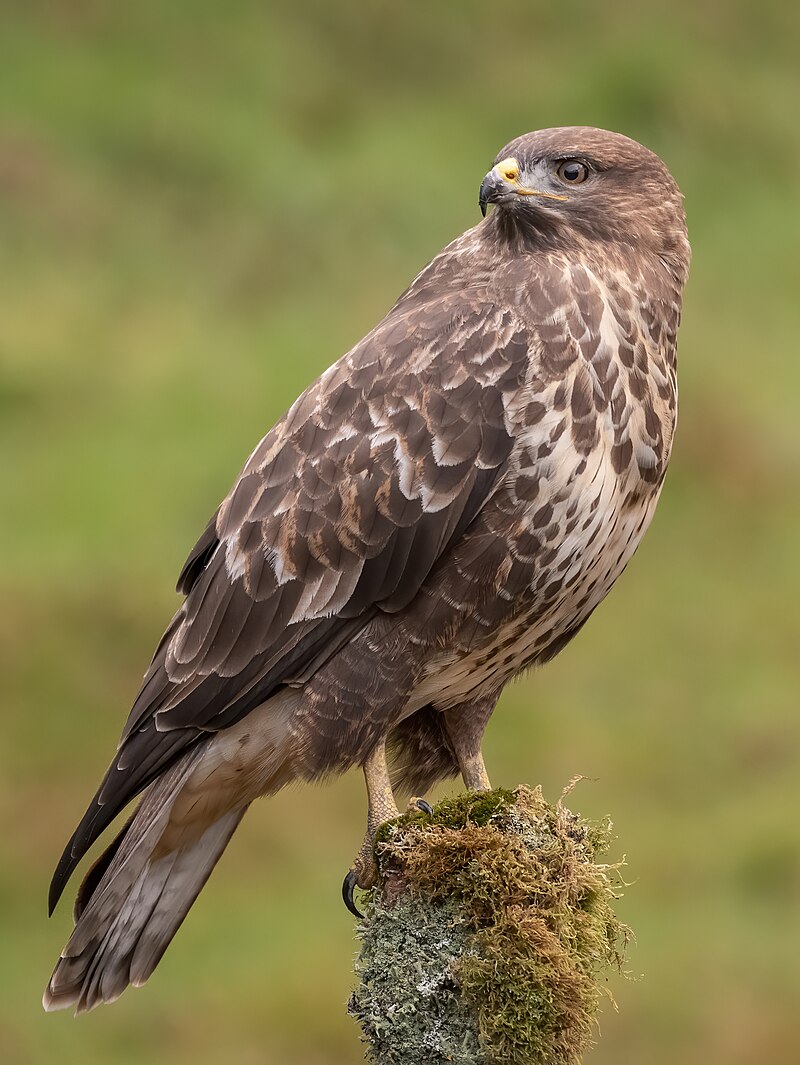 Common_Buzzard_by_caroline_legg_(cropped)