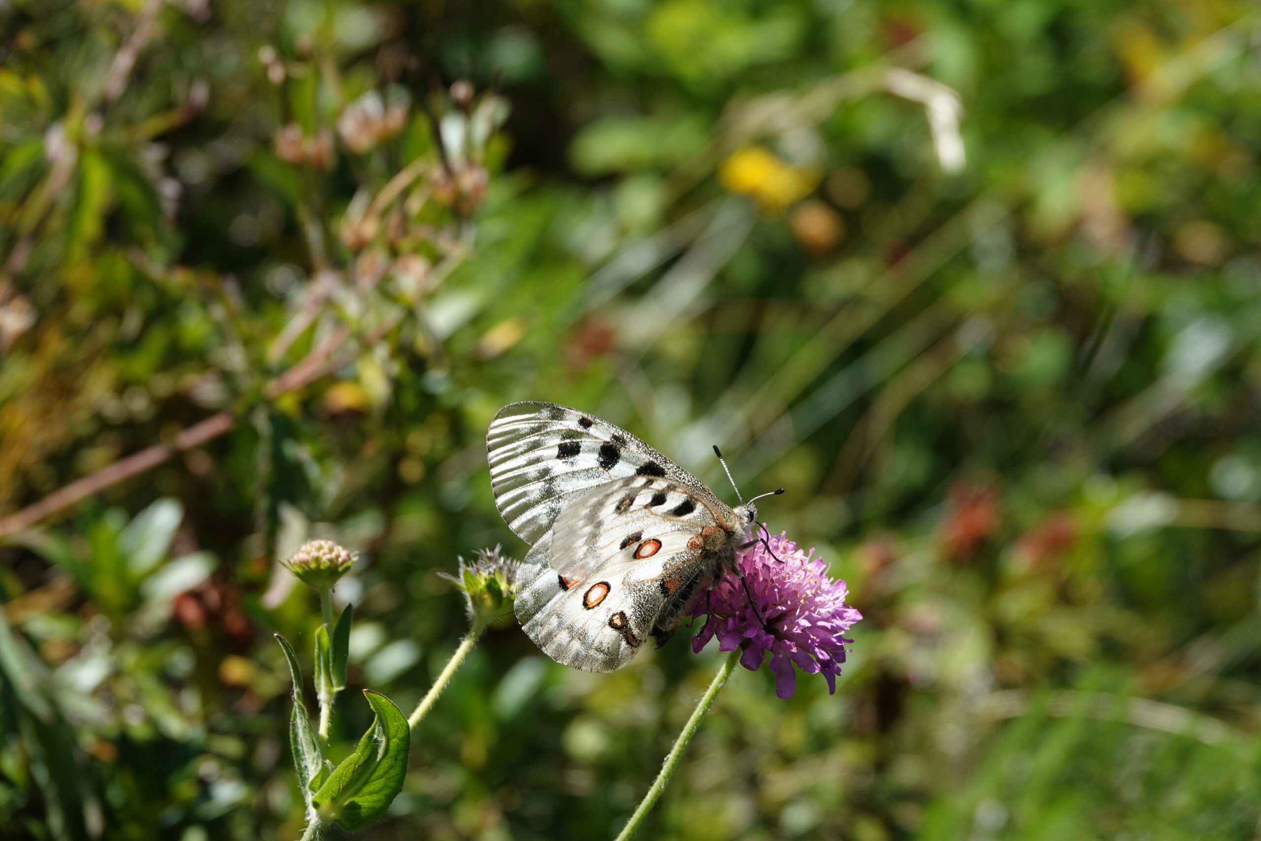 DSC00930