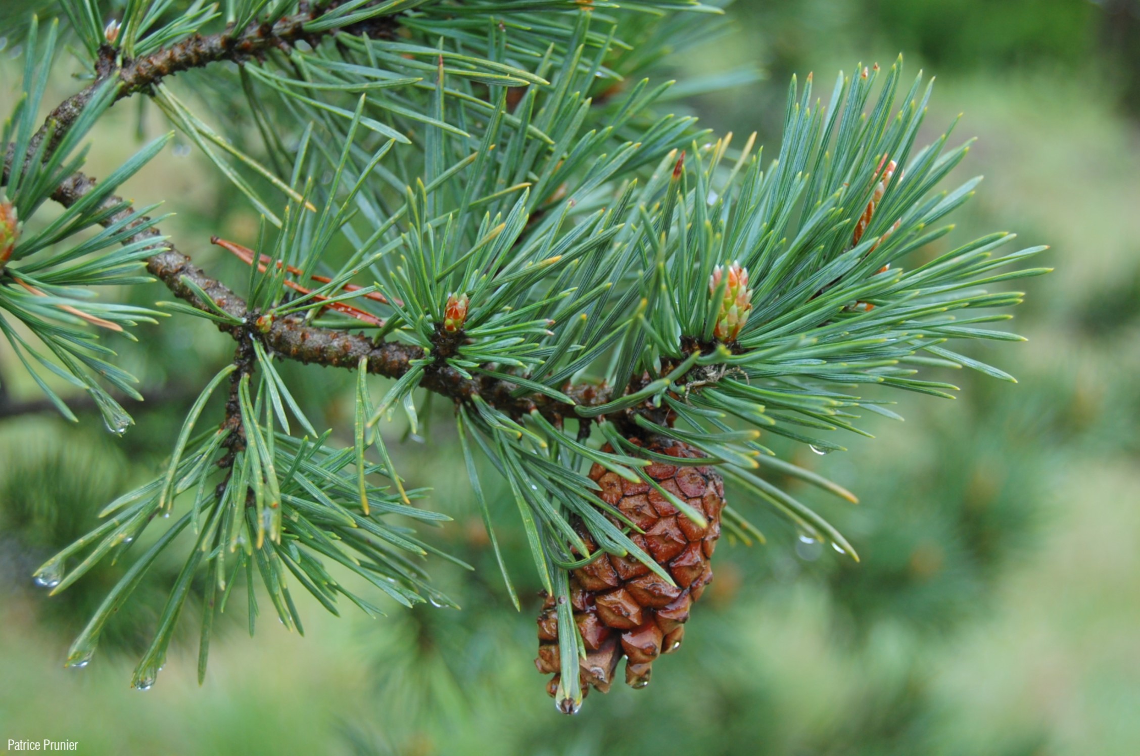 Pinus_sylvestris_PP_01